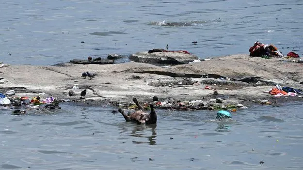 జంతు కళేబరాల మధ్యే సాధన