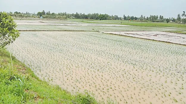 జోరుగా వరి నాట్లు