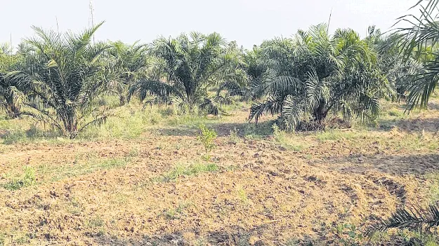 ఆయిల్‌ పామ్‌తో అధిక లాభాలు