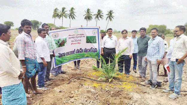 ఆయిల్‌పామ్‌ సాగుతో స్థిర ఆదాయం