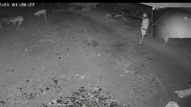 Wanaparthy: పోలీసులకు పందుల దొంగల సవాల్‌ !