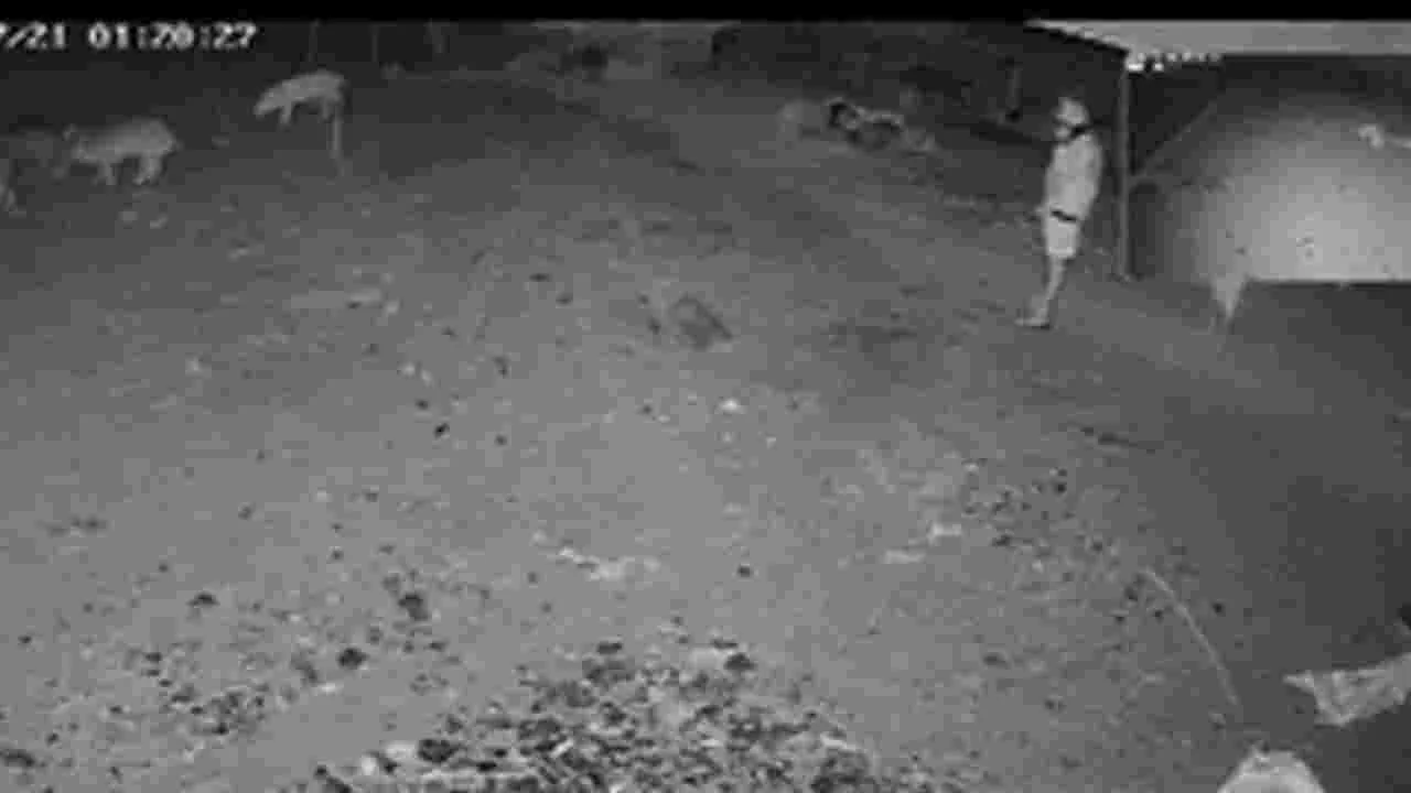 Wanaparthy: పోలీసులకు పందుల దొంగల సవాల్‌ !