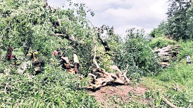 ఈదురు గాలుల బీభత్సం