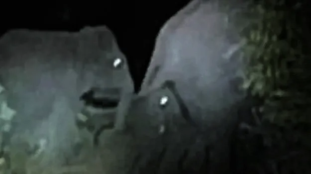 ఏనుగుల మంద స్వైరవిహారం