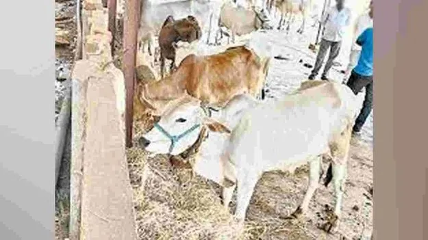 రాజన్న గోశాలలో మరో రెండు కోడెలు మృతి