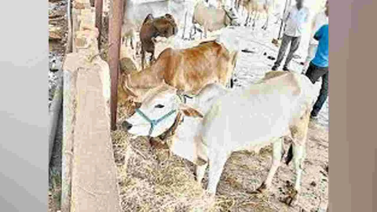 రాజన్న గోశాలలో మరో రెండు కోడెలు మృతి