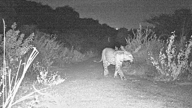 Leopard Golconda: మంచిరేవుల-గోల్కొండ మార్గంలో చిరుత సంచారం