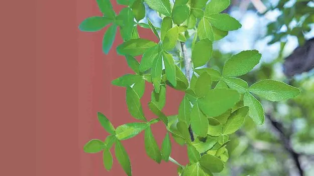 Forest Jamun: పర్యావరణానికి మేలు చేసే అడవి జామ