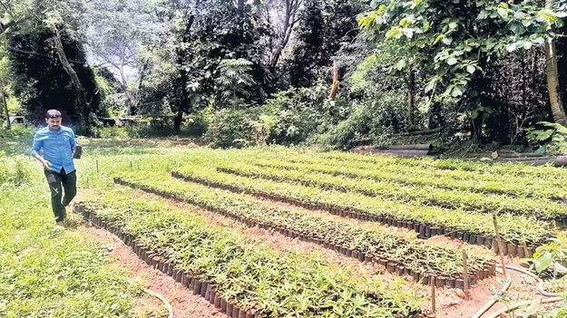 ప్రయోగాత్మకంగా బేంబూసా తుల్డా వెదురు అభివృద్ధి