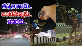 Camel Ride Video: తప్పతాగి ఒంటెనెక్కాడు.... చివరకు జరిగింది చూస్తే అవాక్కవుతారు.. 