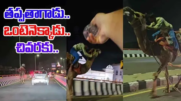 Camel Ride Video: తప్పతాగి ఒంటెనెక్కాడు.... చివరకు జరిగింది చూస్తే అవాక్కవుతారు.. 
