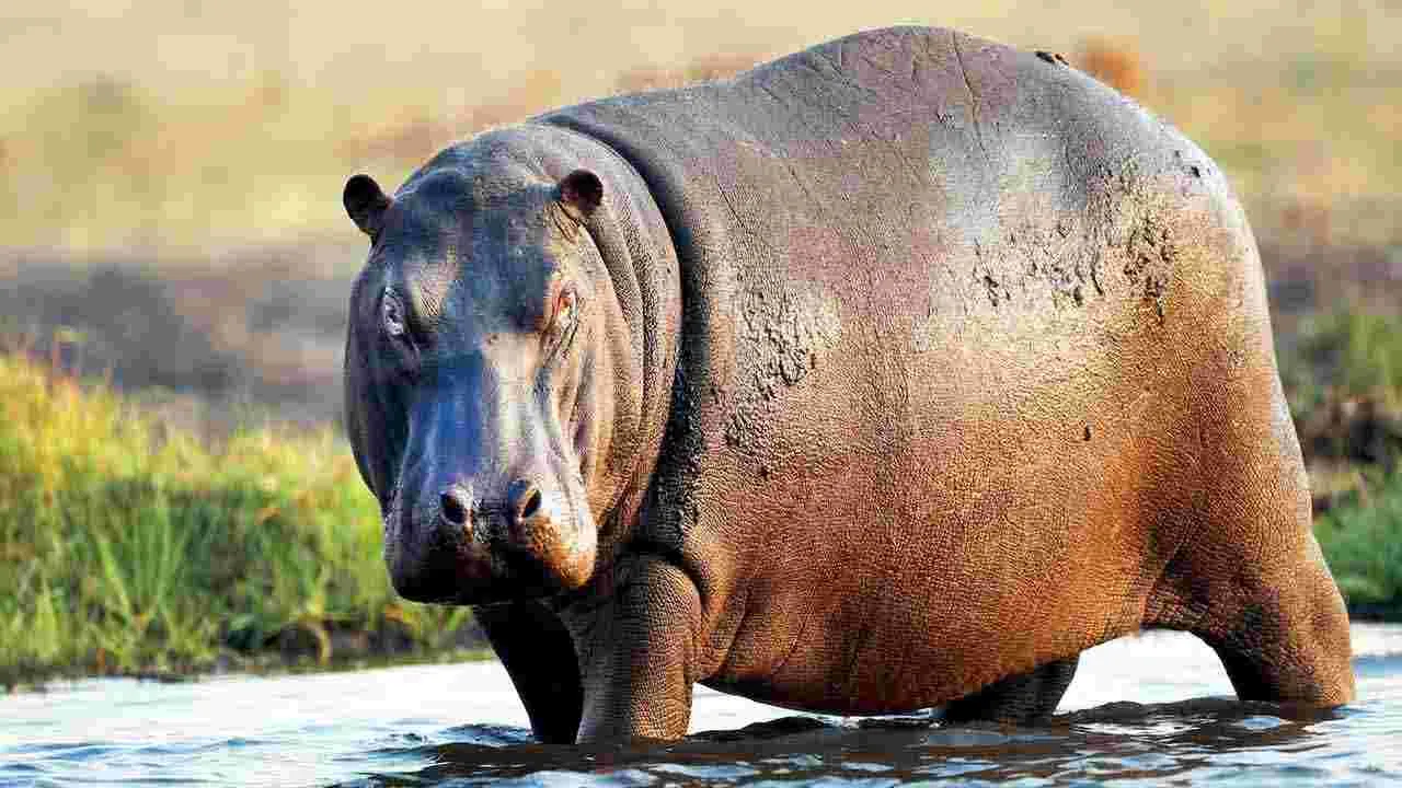Heaviest Animals: ప్రపంచంలోనే అత్యంత బరువైన 6 జంతువులు ఇవే.. 