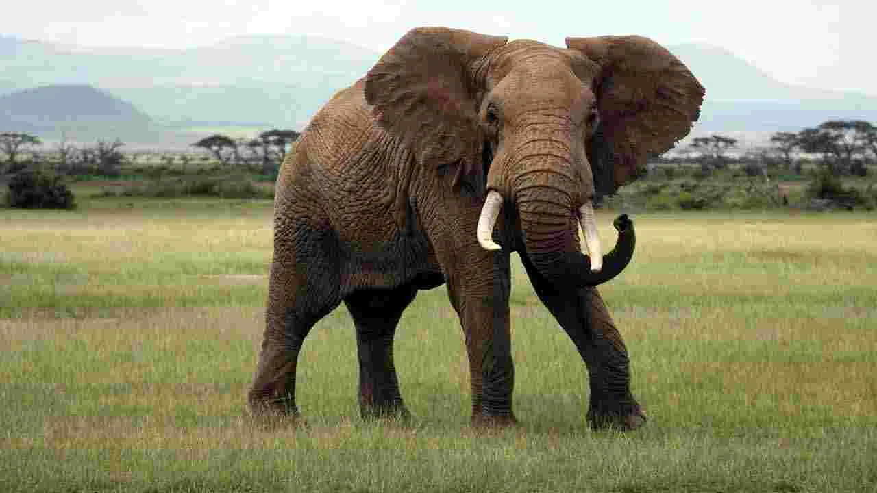 Heaviest Animals: ప్రపంచంలోనే అత్యంత బరువైన 6 జంతువులు ఇవే.. 