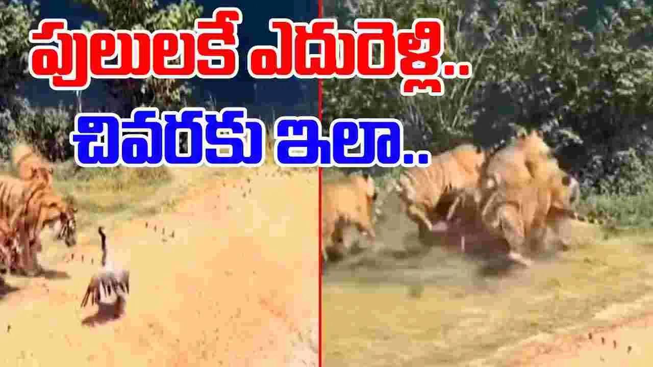 Tigers Viral Video: పులుల మందతో ఫుట్‌బాల్ ఆడుకున్న కొంగ.. చివరకు ఎవరూ ఊహించని విధంగా.. 