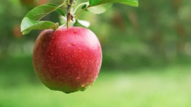 Apple: రోజుకో ఆపిల్.. నిజంగా మంచిదేనా..