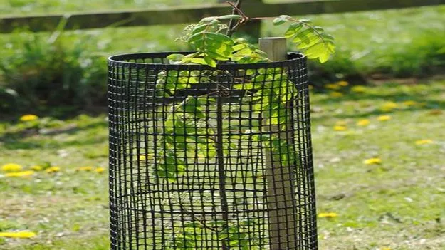  మొక్కలు.. చిక్కులు!