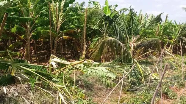 ఒంటరి ఏనుగు స్వైరవిహారం