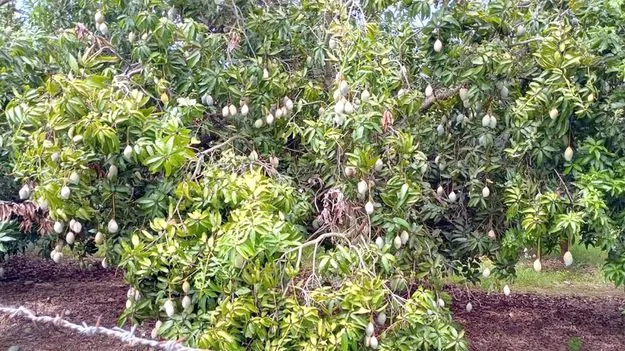 ‘తోతాపురి’ కిలోకు రూ.6కి మించి ఇవ్వలేం
