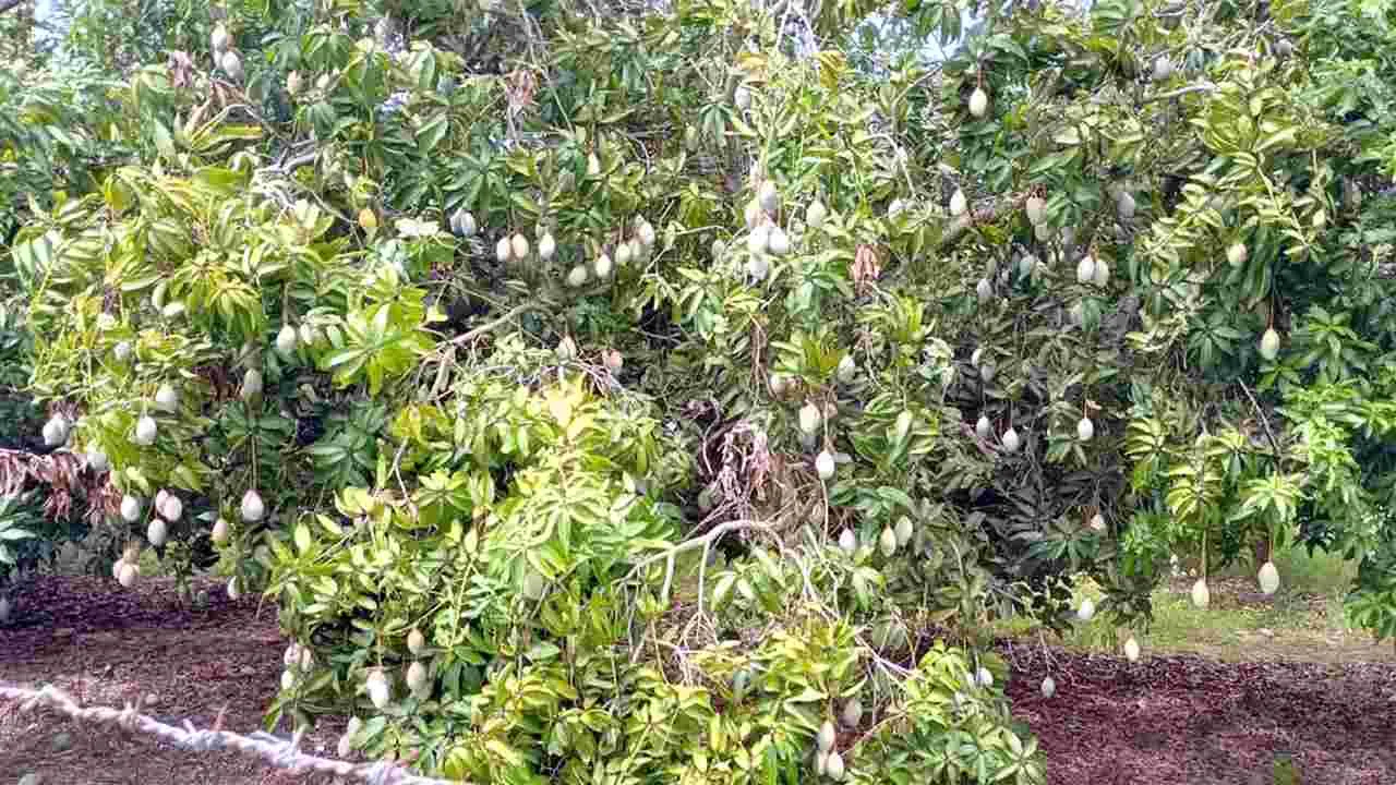 ‘తోతాపురి’ కిలోకు రూ.6కి మించి ఇవ్వలేం