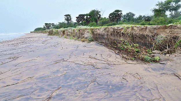 Cultivation of plants: తీరం..ఇక సురక్షితం!