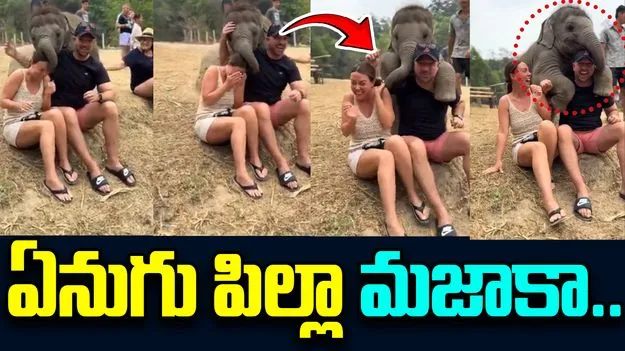 Heart Melting Viral Video: క్యూట్ వీడియో..  ఏనుగు పిల్ల చేసిన పనికి అందరూ నవ్వేశారు..