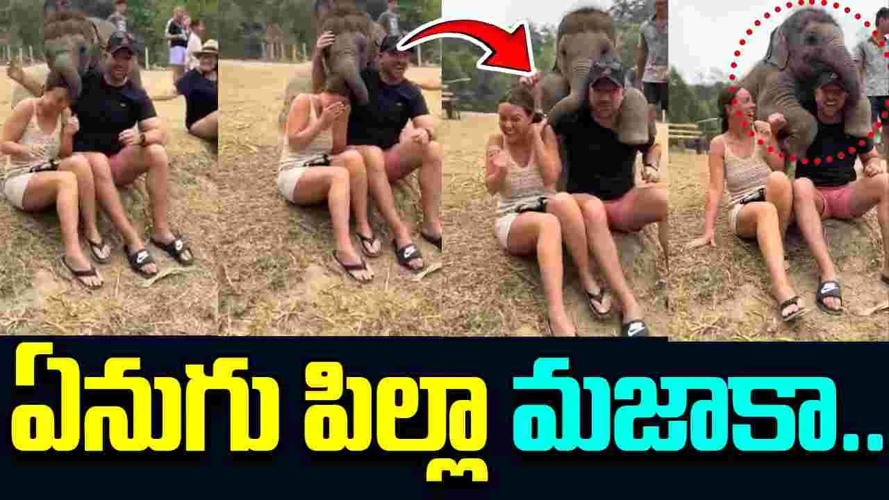 Heart Melting Viral Video: క్యూట్ వీడియో..  ఏనుగు పిల్ల చేసిన పనికి అందరూ నవ్వేశారు..