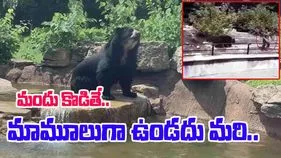 Bear Viral Video: ఎలుగుబంటిని చూసి నీళ్లలోకి దూకేసిన మందుబాబు.. చివరకు జరిగింది చూస్తే..