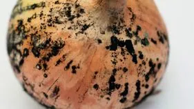 Black Mold on Onion: నల్ల మచ్చలున్న ఉల్లిపాయలు వాడుతున్నారా? జాగ్రత్త .!