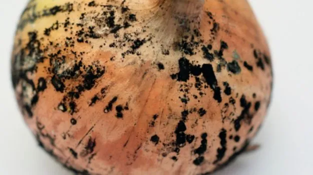 Black Mold on Onion: నల్ల మచ్చలున్న ఉల్లిపాయలు వాడుతున్నారా? జాగ్రత్త .!