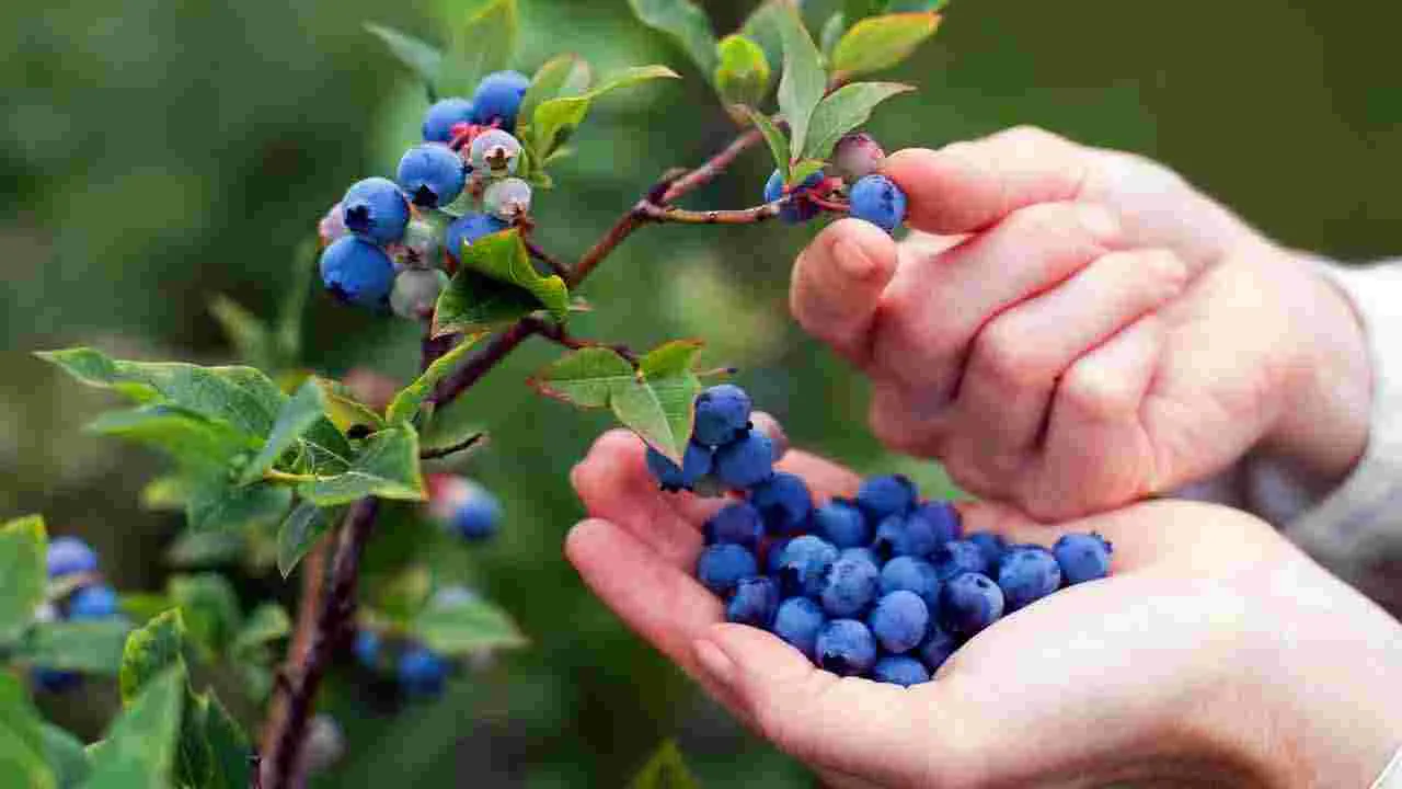 Health Tips: తరచూ ఈ పండ్లు తిన్నారంటే.. క్యాన్సర్ మీ దరి చేరదు..
