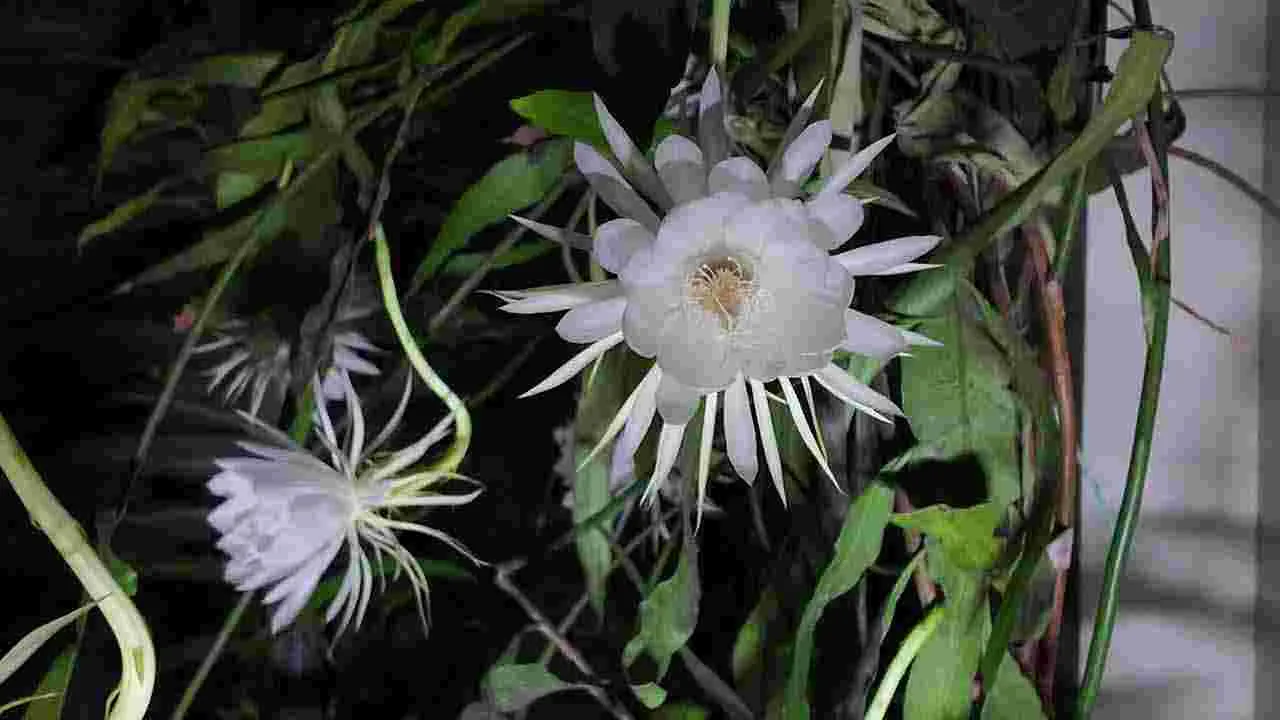 Brahma Kamal: కను విందు చేస్తున్న బ్రహ్మ కమలాలు..