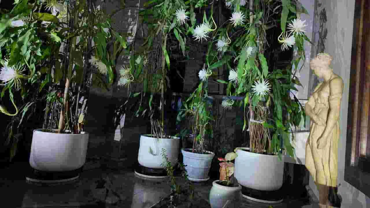 Brahma Kamal: కను విందు చేస్తున్న బ్రహ్మ కమలాలు..