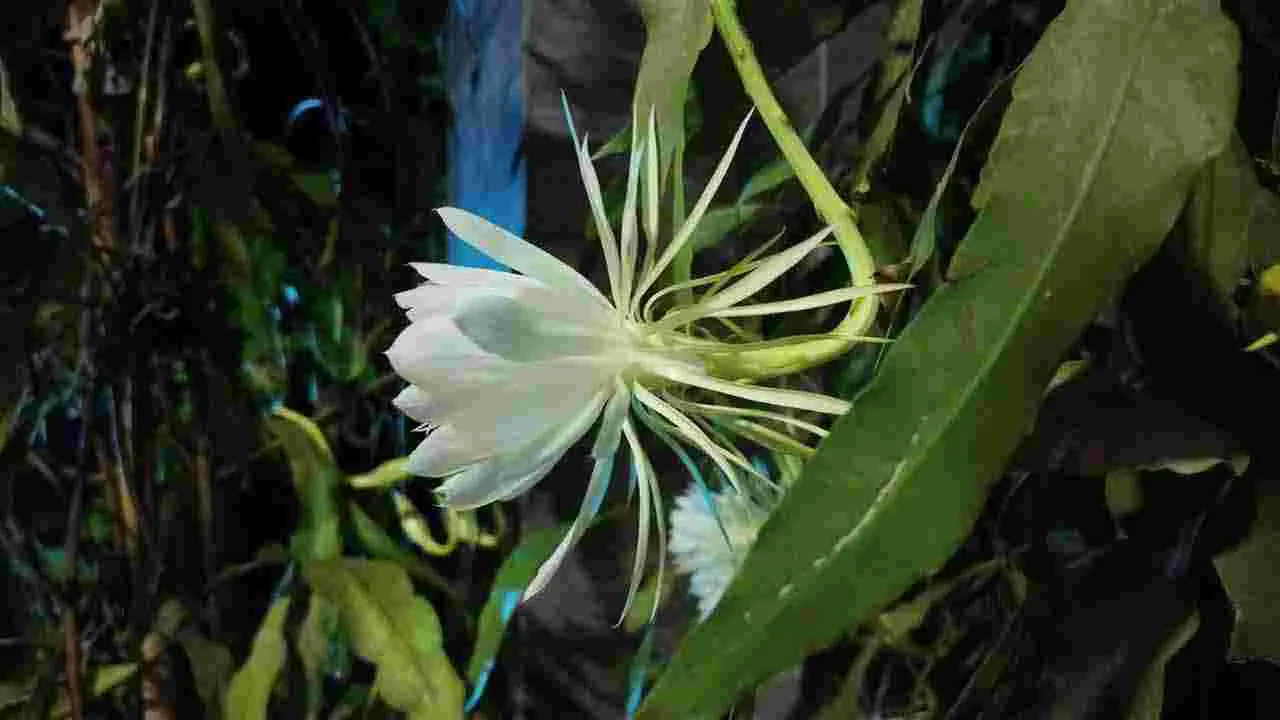 Brahma Kamal: కను విందు చేస్తున్న బ్రహ్మ కమలాలు..