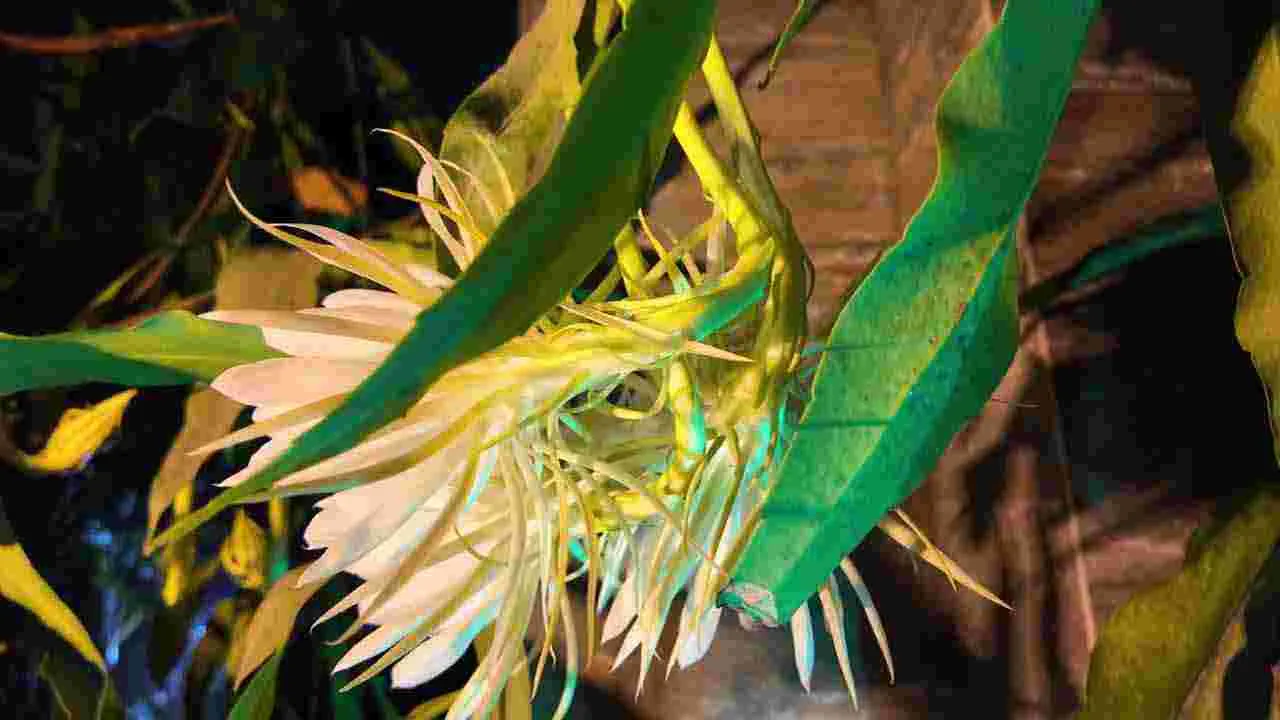 Brahma Kamal: కను విందు చేస్తున్న బ్రహ్మ కమలాలు..