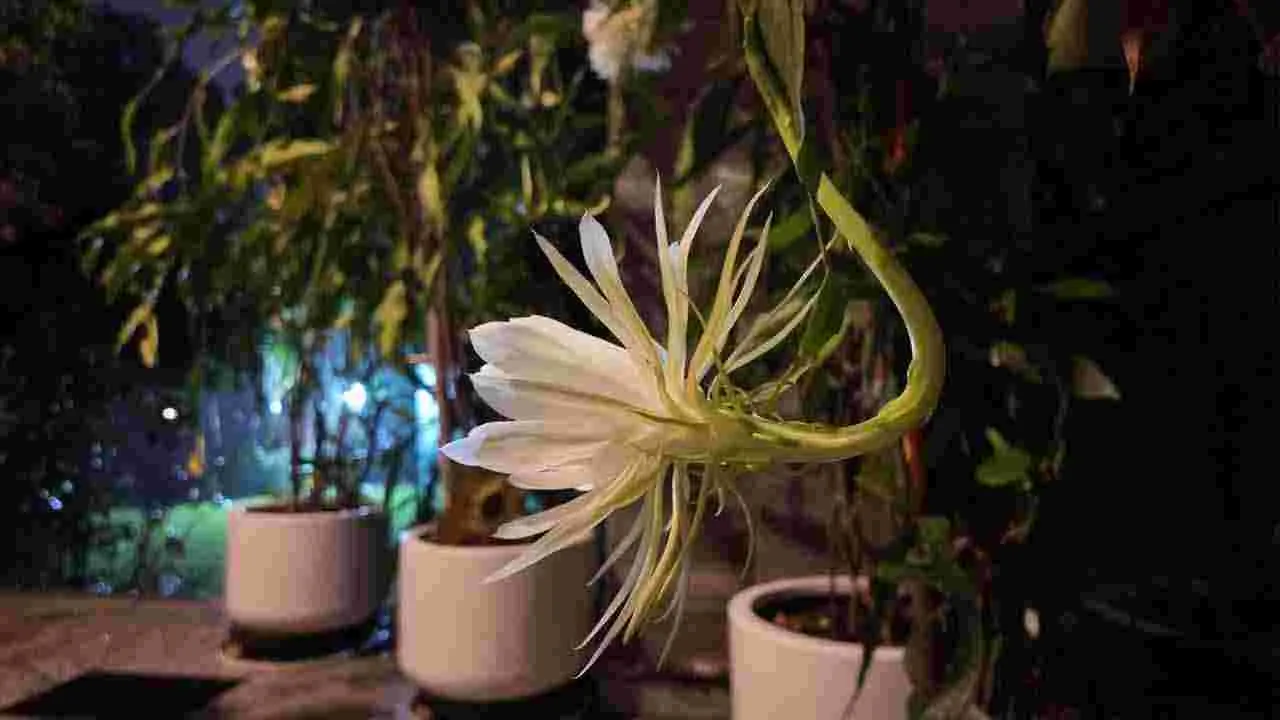 Brahma Kamal: కను విందు చేస్తున్న బ్రహ్మ కమలాలు..