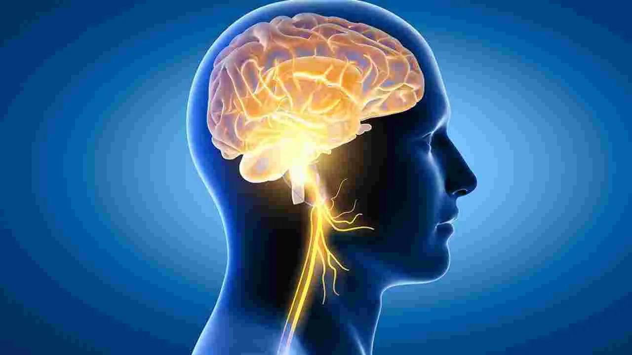 Brain Damaging Foods: న్యూరోసర్జన్ల హెచ్చరిక.. ఈ ఫుడ్స్ తింటే మీ బ్రెయిన్ ఖతం