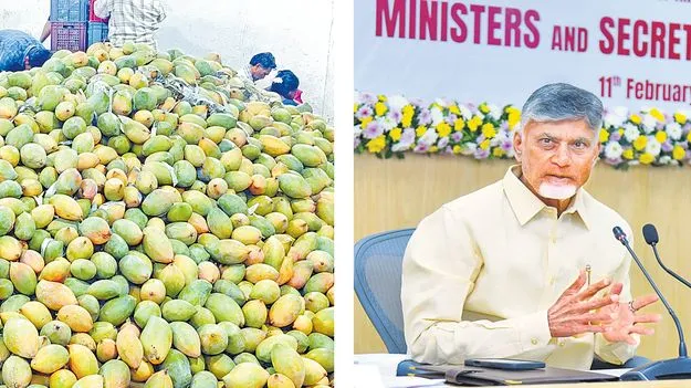 CM Chandrababu: తోతాపురి సేకరణకు 130 కోట్లు ఇవ్వండి