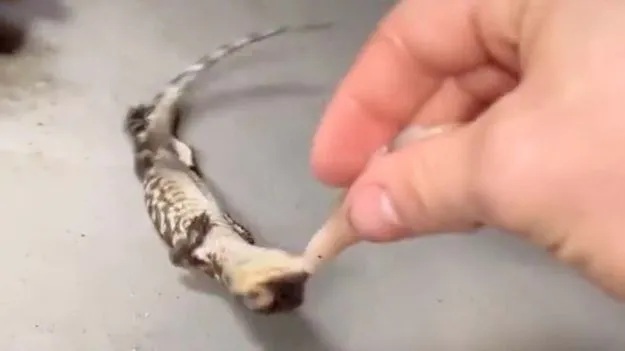 Viral Video: టాలెంట్ చూపిస్తున్న మొసలి పిల్ల..