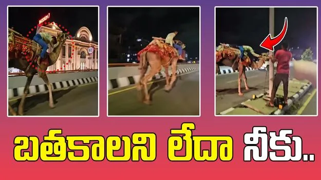 Viral Video: తప్ప తాగి ఒంటెపై సవారీ.. మృత్యు దారిలో పరుగో పరుగు..