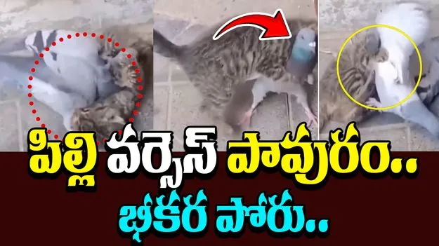 Cat and  Pigeon fight: ఇలాంటి ఫైట్ ఇప్పటివరకు చూసుండరు.. పిల్లితో పావురం ఎలా ఫైట్ చేసిందో చూడండి..