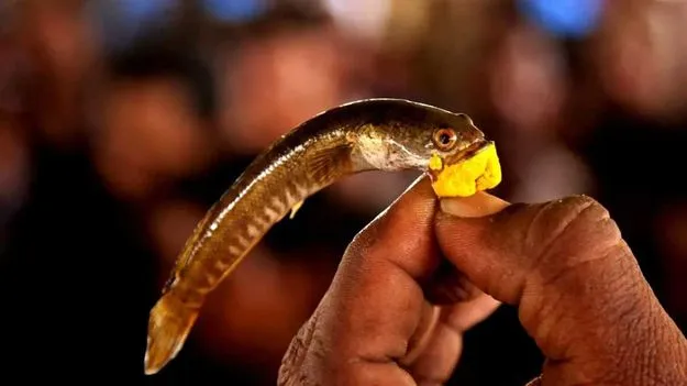 Chepa Prasadam 2025: నేడు, రేపు చేప ప్రసాదం.. టైమింగ్స్ ఇవే..