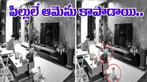 Cat saves Woman: ఆ పిల్లి ప్రమాదాన్ని ఎలా పసిగట్టిందో చూడండి.. యజమానిని కాపాడి..