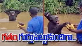Chimpanzee Viral Video:  గుండెలకు హత్తుకునే సీన్.. చాలా రోజుల తర్వాత కేర్ టేకర్‌ను చూడడంతో.. 