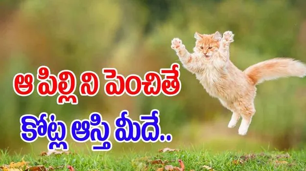 Cats Care: వృద్ధుడి బంపర్ ఆఫర్.. పిల్లిని చూసుకుంటే కోట్ల ఆస్తి మీదే.. 