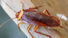 Prathyekam: ఈ కీటకం తల నరికిన తర్వాత కూడా సజీవంగా ఉంటుంది.. !