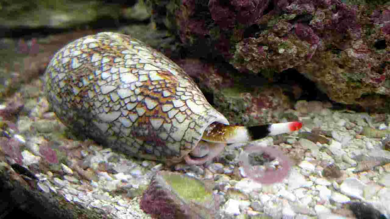 Poisonous Animals: అమాయకంగా కనిపించే.. 5 అత్యంత విషపూరితమైన జీవులివే..