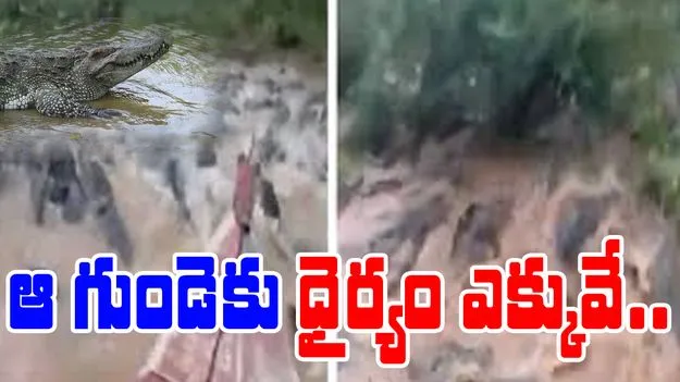 Crocodile Video: ఆ గుండెకు ధైర్యం ఎక్కువే.. నీటిలోనే మొసళ్లను ఎలా పరిగెత్తించాడో చూడండి.. 