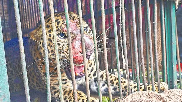 Manchirevula Leopard: మంచిరేవులలో చిక్కిన చిరుత