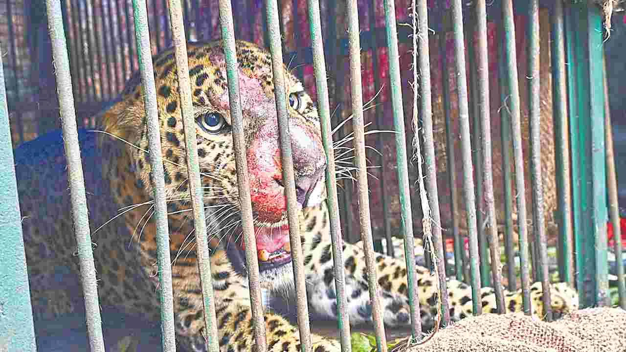 Manchirevula Leopard: మంచిరేవులలో చిక్కిన చిరుత