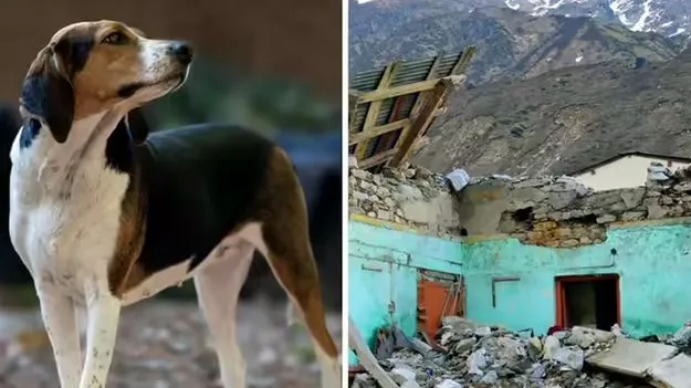 Himachal Pradesh: 67 మందిని కాపాడిన భౌభౌ